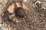 Baumalight | Stump Planer For Skid Steer | Model RSS380 - RSS580- RSS780
